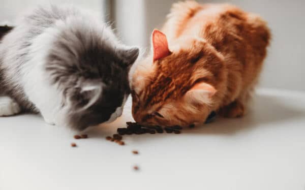 supreme pet food cats randalls autism mom blog austin tx