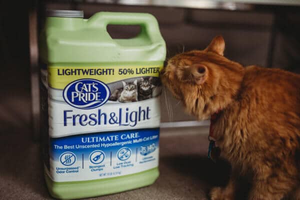 freshlight fresh and light litter adoption cat autism mom blog